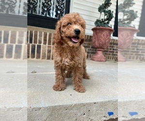 Goldendoodle-Poodle (Miniature) Mix Puppy for sale in RAMER, TN, USA