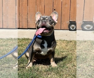 French Bulldog Puppy for sale in OJAI, CA, USA