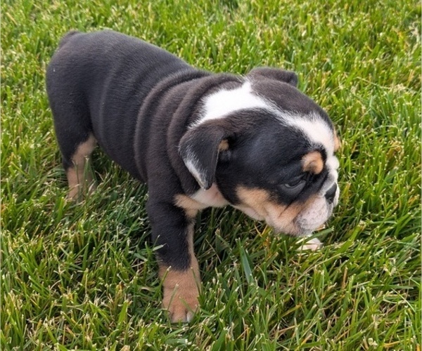 Medium Photo #44 English Bulldog Puppy For Sale in GOSHEN, IN, USA