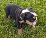 Small #9 English Bulldog