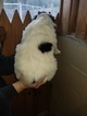 Small Photo #2 Cava-Chin Puppy For Sale in HENNIKER, NH, USA