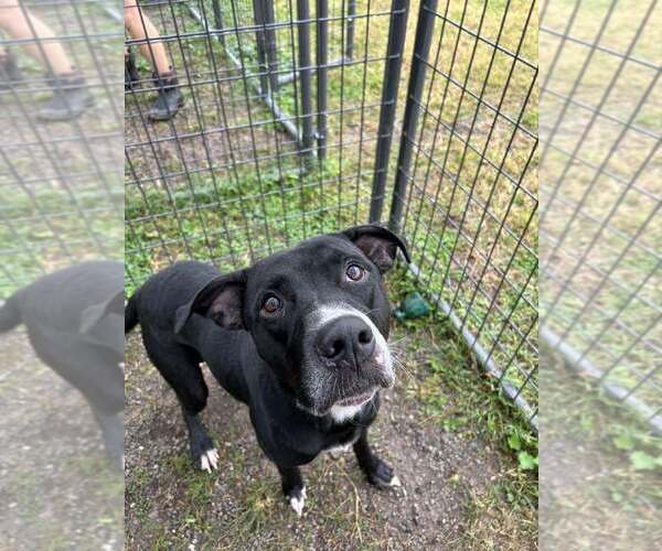 Medium Photo #2 Mutt Puppy For Sale in Abbeville, LA, USA