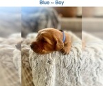 Puppy Blue Golden Retriever