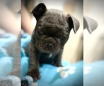 Small Photo #4 French Bulldog Puppy For Sale in Wake Forest, NC, USA