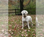 Small English Cream Golden Retriever