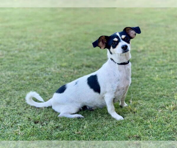Medium Photo #2 Rat Terrier-Unknown Mix Puppy For Sale in PIPE CREEK, TX, USA
