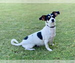 Small #1 Rat Terrier Mix