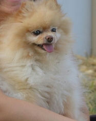 Pomeranian Dogs for adoption in WETHERSFIELD, CT, USA