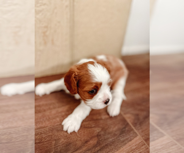 Medium Photo #6 Cavalier King Charles Spaniel Puppy For Sale in BOX SPRINGS, CA, USA