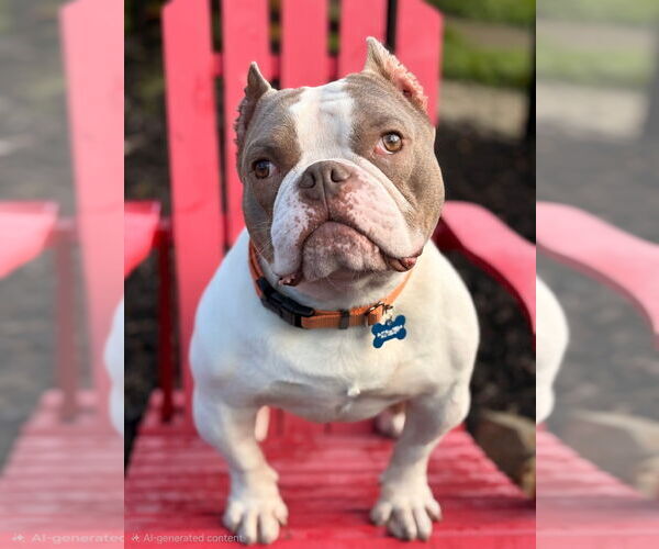 Medium Photo #5 American Staffordshire Terrier-Bulldog Mix Puppy For Sale in Berkeley, CA, USA