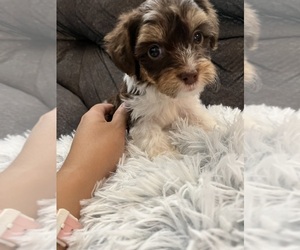 YorkiePoo Puppy for sale in SAN ANTONIO, TX, USA