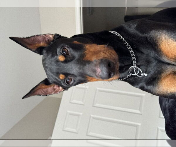 Medium Photo #2 Doberman Pinscher Puppy For Sale in San Diego, CA, USA