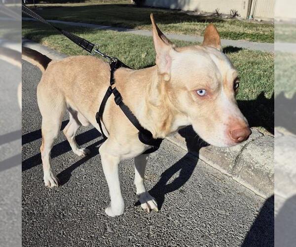 Medium Photo #2 Siberian Husky-Unknown Mix Puppy For Sale in San Antonio, TX, USA