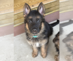 Puppy Puppy 1 German Shepherd Dog