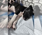 Small #1 Labrador Retriever