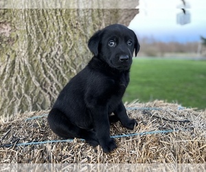 Labrador Retriever Puppy for sale in CONVERSE, IN, USA