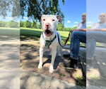 Small #2 American Bulldog Mix