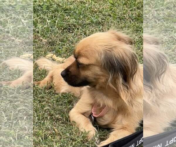 Medium Photo #6 Shiranian Puppy For Sale in Oakhurst, NJ, USA