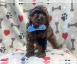 Cocker Spaniel-Poodle (Miniature) Mix Puppy for sale in LAKELAND, FL, USA