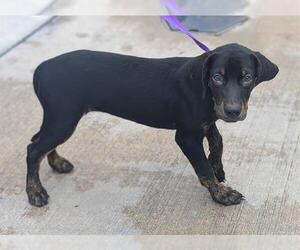 Plott Hound Dogs for adoption in Fort Lauderdale, FL, USA