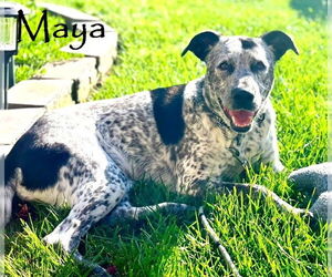Maya - Female Bluetick Coonhound-German Shorthaired Pointer Mix Dog for Adoption - Photo #4