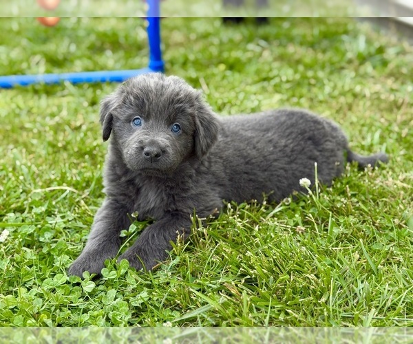 Medium Photo #6 Newfoundland Puppy For Sale in BRADYVILLE, TN, USA