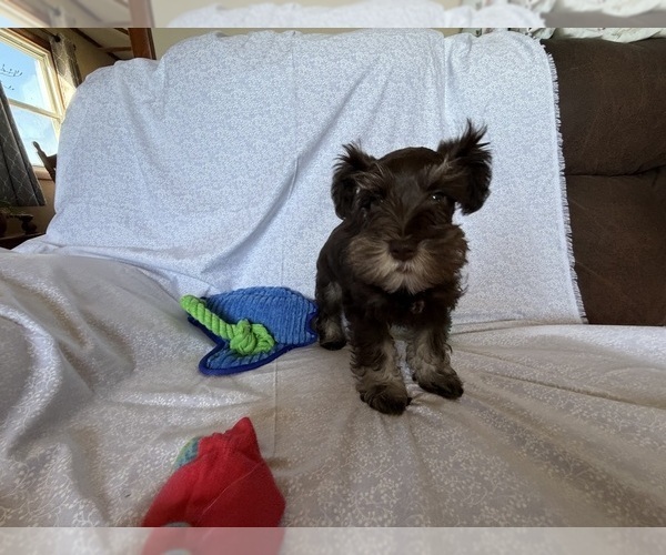 Medium Photo #3 Schnauzer (Miniature) Puppy For Sale in KNOX CITY, MO, USA