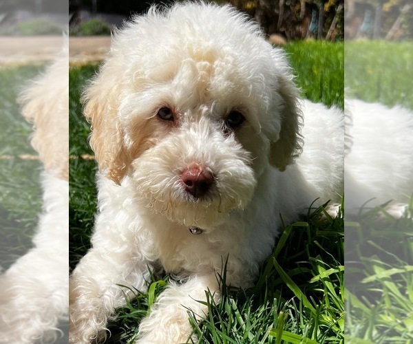 Medium Photo #9 Poodle (Miniature) Puppy For Sale in MONTECITO, CA, USA