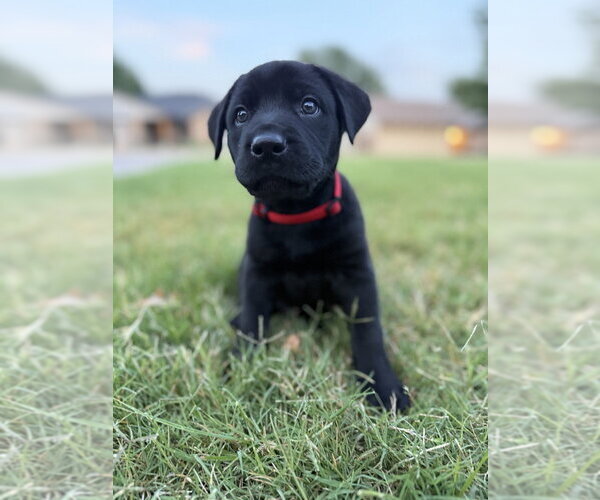 Medium Photo #5 Labrador Retriever-Unknown Mix Puppy For Sale in OKLAHOMA CITY, OK, USA
