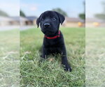 Small #4 Labrador Retriever Mix