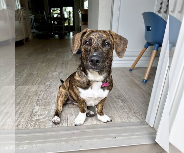 Medium Photo #7 Mutt Puppy For Sale in San Juan Capistrano, CA, USA