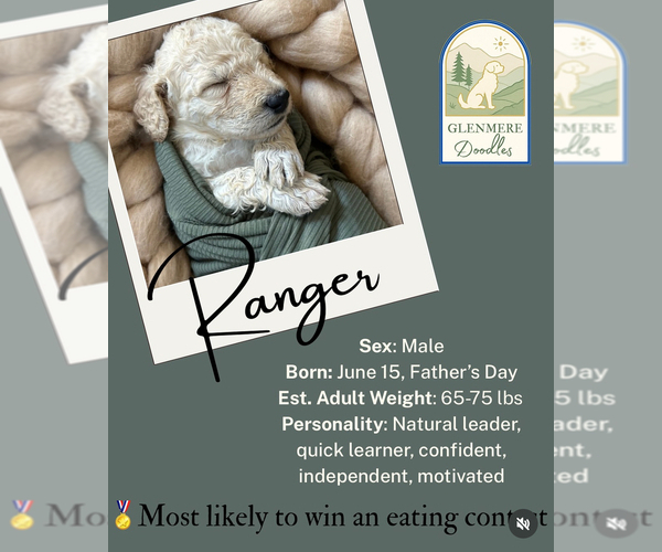 Medium Photo #7 Goldendoodle Puppy For Sale in GREELEY, CO, USA