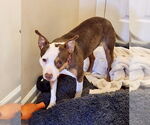 Small #16 American Pit Bull Terrier Mix