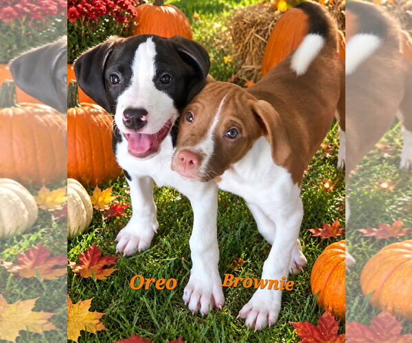 Medium Photo #2 American Pit Bull Terrier Puppy For Sale in Southbury, CT, USA