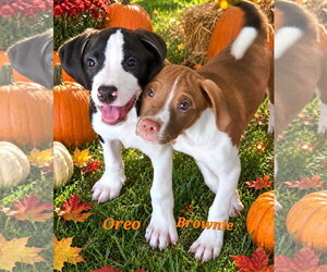 Brownie - Female American Pit Bull Terrier Dog for Adoption - Photo #2