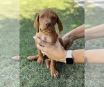 Small Photo #16 Vizsla Puppy For Sale in BAKERSFIELD, CA, USA