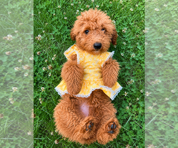 Medium Photo #7 Goldendoodle mix (+ Poodle Miniature) Puppy For Sale in DURHAM, CT, USA