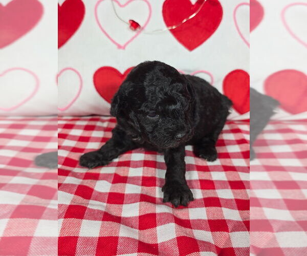 Medium Photo #5 Bernedoodle (Miniature) Puppy For Sale in BLACK FOREST, CO, USA