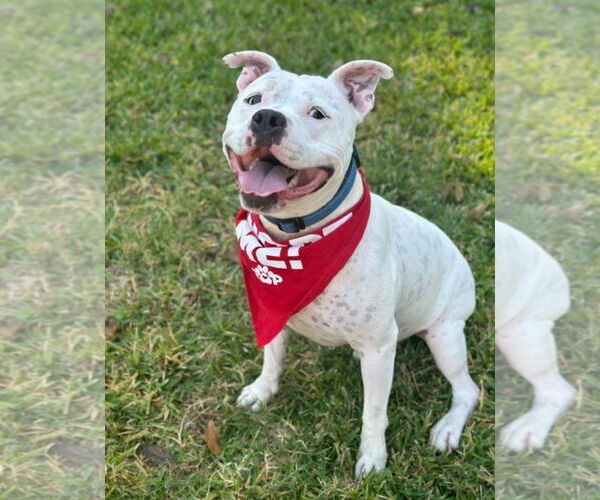 Medium Photo #2 American Bulldog-Staffordshire Bull Terrier Mix Puppy For Sale in Euless, TX, USA