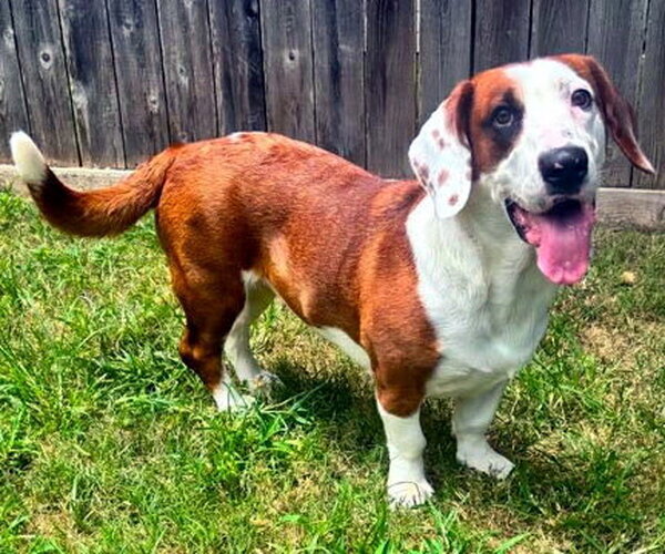 Medium Photo #6 Bagle Hound Puppy For Sale in Deepwater, NJ, USA