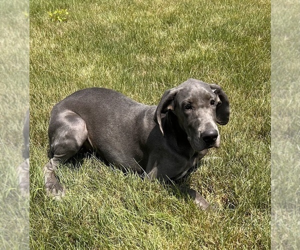 Medium Photo #3 Great Dane Puppy For Sale in MIDDLEBURY, IN, USA