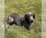 Small Photo #3 Great Dane Puppy For Sale in MIDDLEBURY, IN, USA