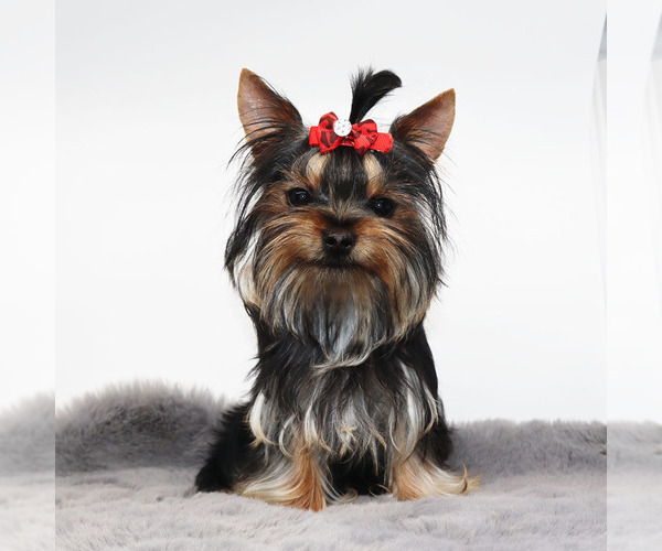 Medium Photo #2 Yorkshire Terrier Puppy For Sale in LOS ANGELES, CA, USA