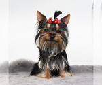 Small #1 Yorkshire Terrier