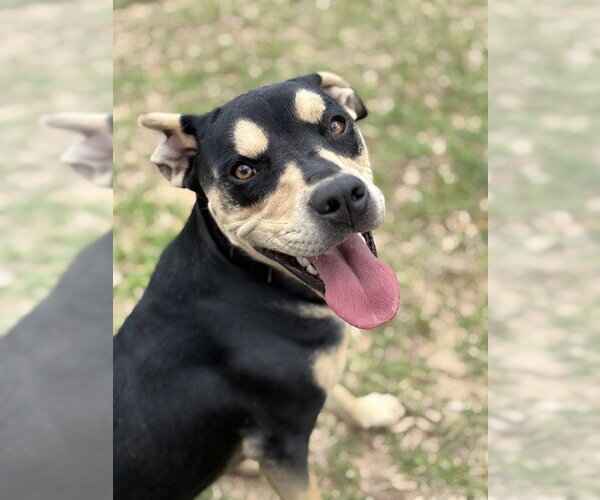 Medium Photo #1 Mutt Puppy For Sale in Augusta, GA, USA