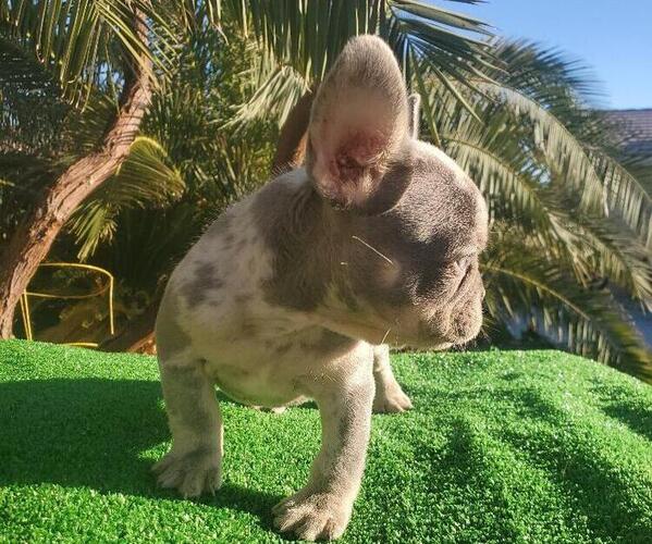 Medium Photo #7 French Bulldog Puppy For Sale in N LAS VEGAS, NV, USA