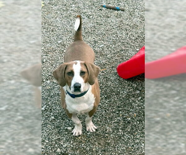 Medium Photo #7 Basset Hound-Unknown Mix Puppy For Sale in Deepwater, NJ, USA