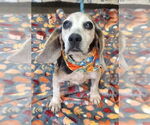 Small #6 Beagle