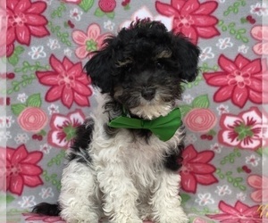 Poodle (Toy) Puppy for sale in LANCASTER, PA, USA