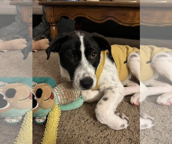 Medium Photo #4 Australian Shepherd-Unknown Mix Puppy For Sale in Duluth, MN, USA